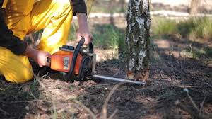 Best Tree Cabling and Bracing  in Eslon, CA
