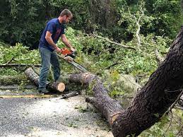How Our Tree Care Process Works  in  Escalon, CA