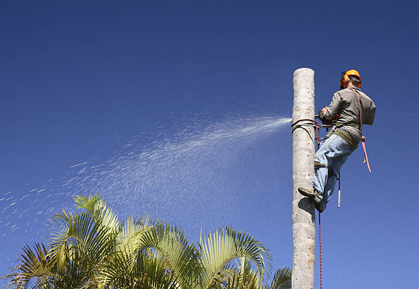 Lawn Renovation and Restoration in Escalon, CA