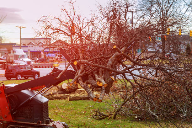 Escalon, CA Tree Care Company