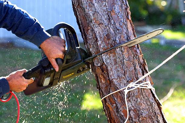 Best Tree and Shrub Care  in Eslon, CA