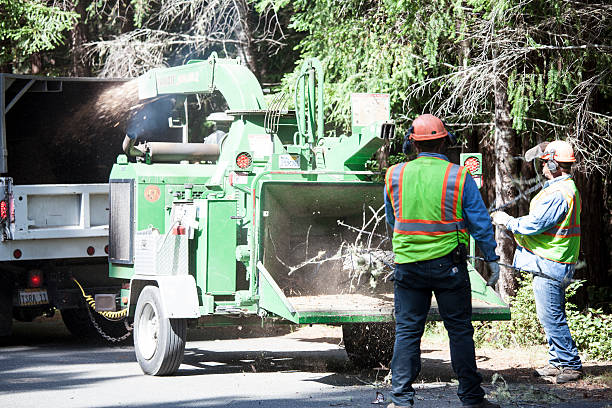 Best Tree Preservation Services  in Eslon, CA
