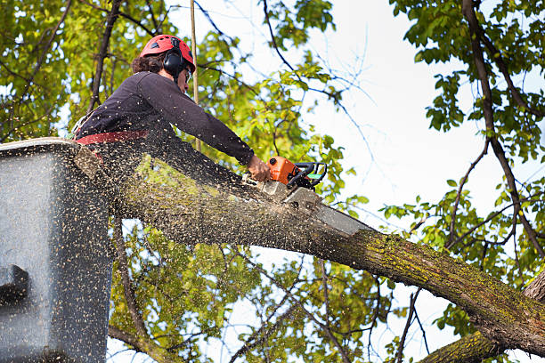 Best Stump Grinding and Removal  in Eslon, CA
