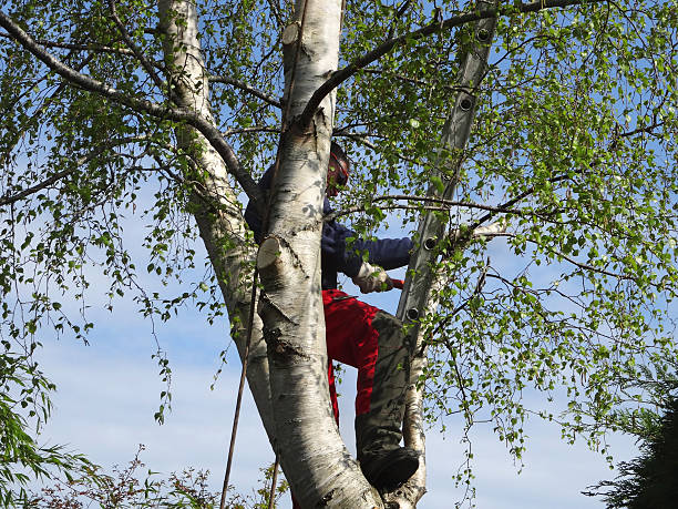 Best Tree Removal  in Eslon, CA