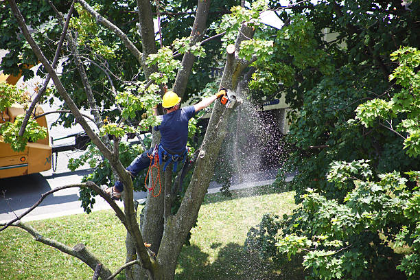 Best Stump Grinding and Removal  in Eslon, CA