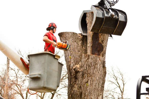 Best Commercial Tree Services  in Eslon, CA